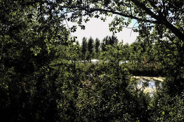 Gün Batımında Talya Kırsalındaki Bir Parkta Ağaçlarla Çevrili Bir Nehrin — Stok fotoğraf