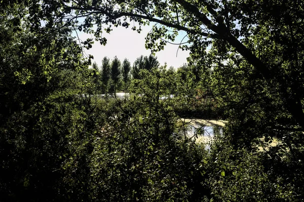 Entrée Une Rivière Bordée Arbres Dans Parc Campagne Italienne Coucher — Photo