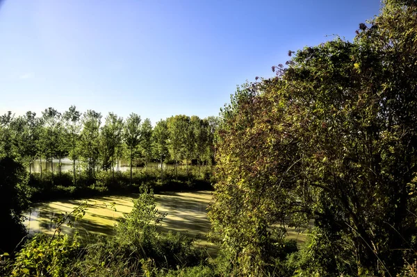 Gün Batımında Talya Kırsalındaki Bir Parkta Ağaçlarla Çevrili Bir Nehrin — Stok fotoğraf