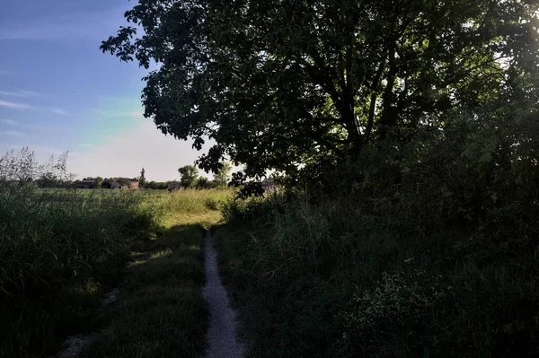 Path Shade Bordered Trees Enbankment Countryside Sunset — Stock Photo, Image