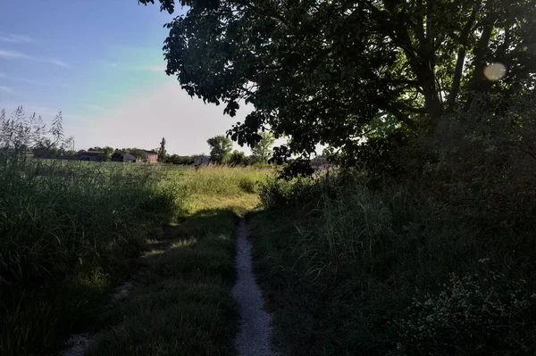 Vägen Skuggan Kantad Träd Enbankment Landsbygden Vid Solnedgången — Stockfoto