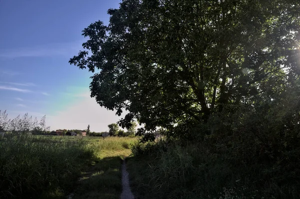 Chemin Ombre Bordé Arbres Sur Une Berge Campagne Coucher Soleil — Photo