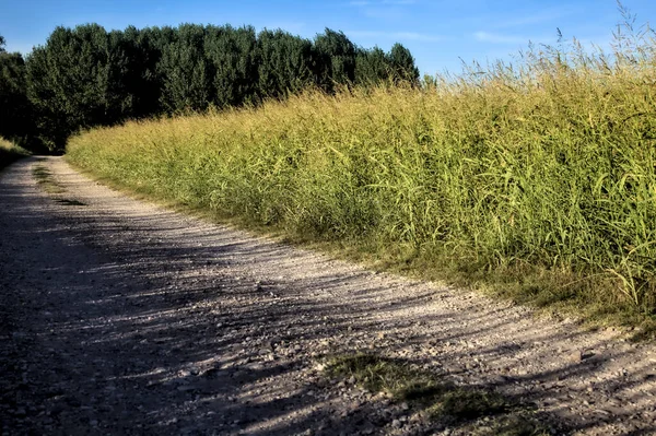 Gün batımında kırsal bir alana çıkan tarlalarla çevrili çakıl yolu.