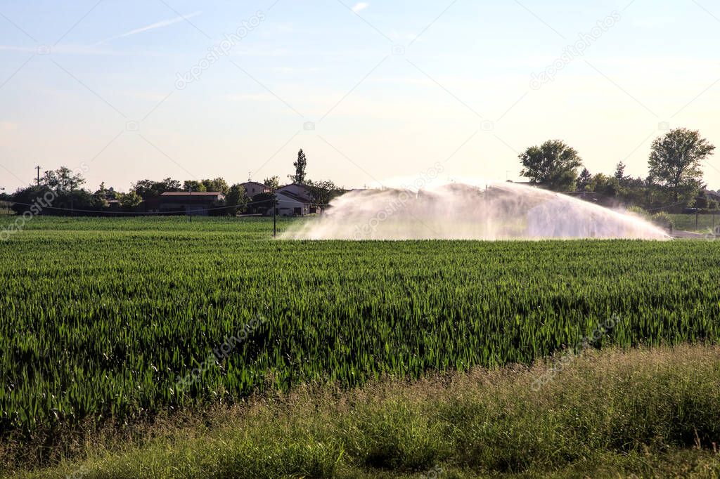 Agricultural sprinkler above a corn field in the italian countryside at sunset