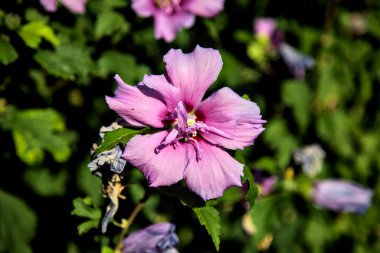 Gün batımında çalılıklarda pembe amber çiçeği. Yakından görülüyor.