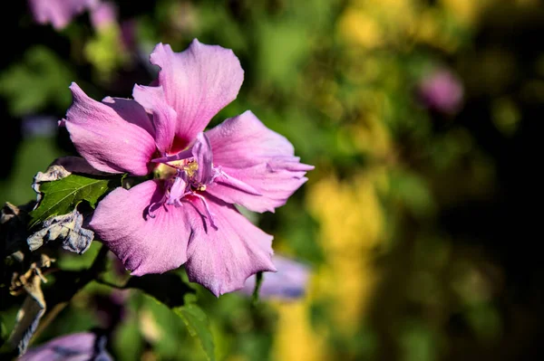 Rosa Hibiskus Blomma Buske Vid Solnedgången Sett Nära Håll — Stockfoto