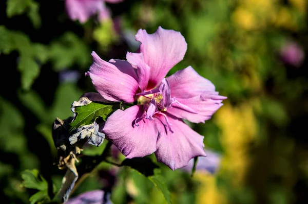 夕暮れ時に茂みの中にピンクのハイビスカスの花が近づいて見えました — ストック写真