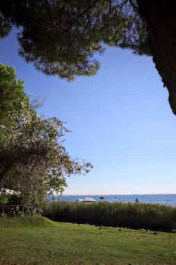 Grass beach with reeds by the shore of a lake and a mountain ridge on the horizon on a sunny day with a tree framing the scene