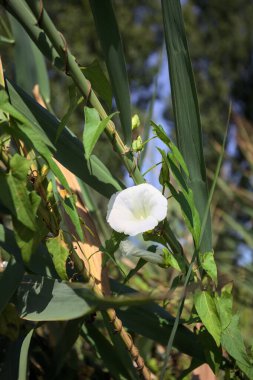 White bell flower in bloom growing on a reed seen up close