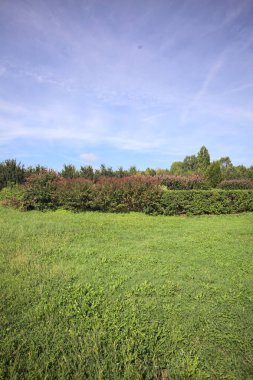 Lawn with a hedge on it a row of trees in the background on a sunny day in the italian countryside