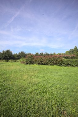 Lawn with a hedge on it a row of trees in the background on a sunny day in the italian countryside
