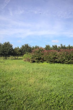 Lawn with a hedge on it a row of trees in the background on a sunny day in the italian countryside
