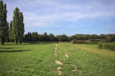 Trail in a lawn of a park with trees in the background on a sunny day in the italian countryside