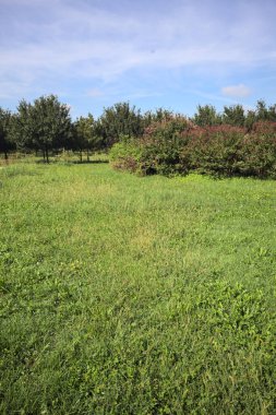Lawn with a hedge on it a row of trees in the background on a sunny day in the italian countryside