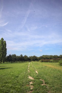 Trail in a lawn of a park with trees in the background on a sunny day in the italian countryside