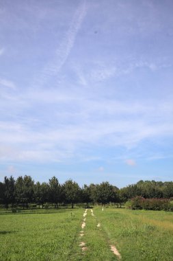 Trail in a lawn of a park with trees in the background on a sunny day in the italian countryside