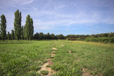 Trail in a lawn of a park with trees in the background on a sunny day in the italian countryside