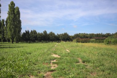 Trail in a lawn of a park with trees in the background on a sunny day in the italian countryside
