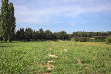 Trail in a lawn of a park with trees in the background on a sunny day in the italian countryside