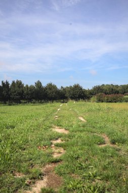 Trail in a lawn of a park with trees in the background on a sunny day in the italian countryside
