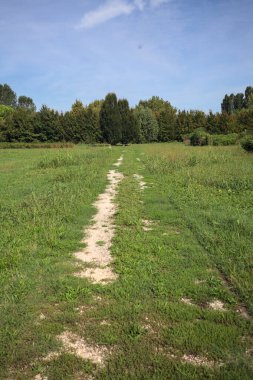 Trail in a lawn of a park with trees in the background on a sunny day in the italian countryside
