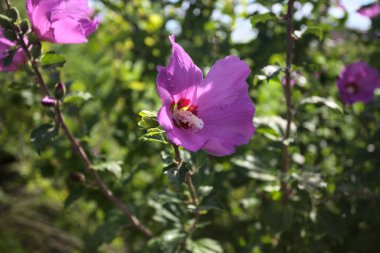 Purple hibiscus in bloom on its stem seen up close