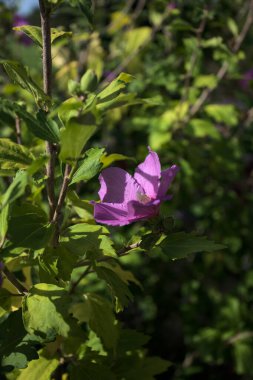 Purple hibiscus in bloom on its stem seen up close