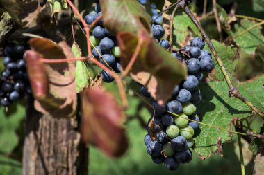 Ripe grapes growing on a shoot seen up close