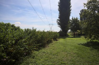 Field bordered by a hedge and a row of poplar framing the scene with a powerline over it on a sunny day in the italian countryside