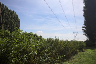 Field bordered by a hedge and a row of poplar framing the scene with a powerline over it on a sunny day in the italian countryside