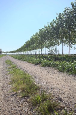 Dirt trail making a bend in the distance next to a meadow and bordered by a stream of water and a row of trees on a sunny day in the italian countryside