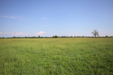 Meadow with trees on the horizon on a sunny day in the italian countryside
