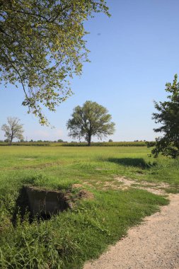 Poplar tree in a meadow by the edge of a maize field seen from a trail next to the meadow and framed by a tree on a sunny day in the italian countryside