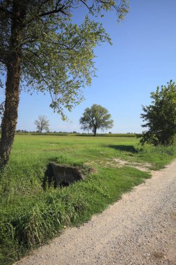 Poplar tree in a meadow by the edge of a maize field seen from a trail next to the meadow and framed by a tree on a sunny day in the italian countryside