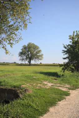 Poplar tree in a meadow by the edge of a maize field seen from a trail next to the meadow and framed by a tree on a sunny day in the italian countryside