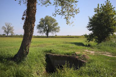 Poplar tree in a meadow by the edge of a maize field seen from a trail next to the meadow and framed by a tree on a sunny day in the italian countryside