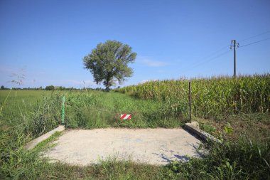 Maize field and an uncultivated field with a poplar in the middle of it on a sunny day in the italian countryside seen from a concrete passageway blocked by an iron chain