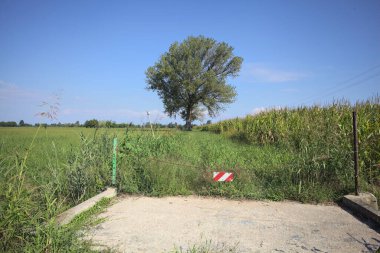 Maize field and an uncultivated field with a poplar in the middle of it on a sunny day in the italian countryside seen from a concrete passageway blocked by an iron chain