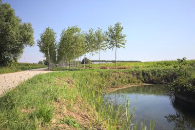Crossroads next to a stream of water and a small grove between dirt roads on a sunny day in the italian countryside