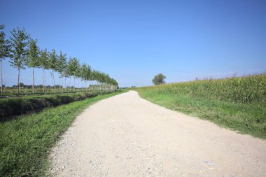 Dirt road bordered by an uncultivated field and a stream of water next to a row of trees stretching to the horizon on a sunny day in the italian countryside
