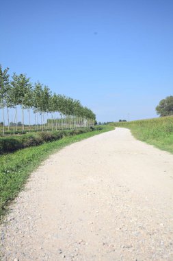 Dirt road bordered by an uncultivated field and a stream of water next to a row of trees stretching to the horizon on a sunny day in the italian countryside