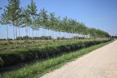 Dirt road bordered by an uncultivated field and a stream of water next to a row of trees stretching to the horizon on a sunny day in the italian countryside
