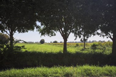 Row of trees by the edge of a meadow with groves and a road in the distance seen from a stream of water