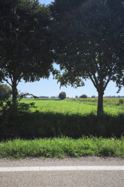 Row of trees by the edge of a meadow with groves and a road in the distance seen from a stream of water