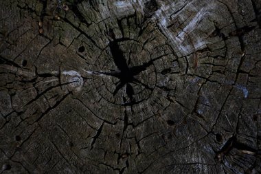 Rings and texture with a crack in the middle of it on a tree stump seen up close and from above