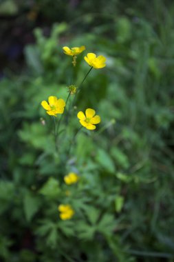 Yellow wildflowers creeping on a reed seen up close