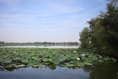 Patch of blooming lotus flowers and leaves casted in the water on a lake bordered by lakeshore with trees seen from a weir on the shore on a sunny day