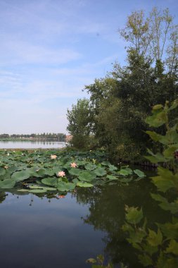 Patch of blooming lotus flowers and leaves casted in the water on a lake bordered by lakeshore with trees seen from a weir on the shore on a sunny day