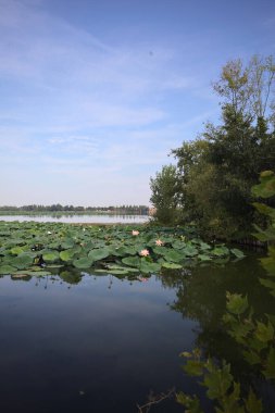 Patch of blooming lotus flowers and leaves casted in the water on a lake bordered by lakeshore with trees seen from a weir on the shore on a sunny day