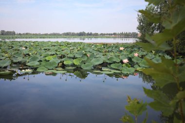 Patch of blooming lotus flowers and leaves casted in the water on a lake bordered by lakeshore with trees seen from a weir on the shore on a sunny day